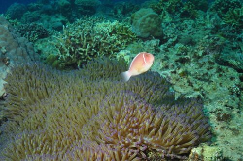Phu Quoc Snorkeling Tour