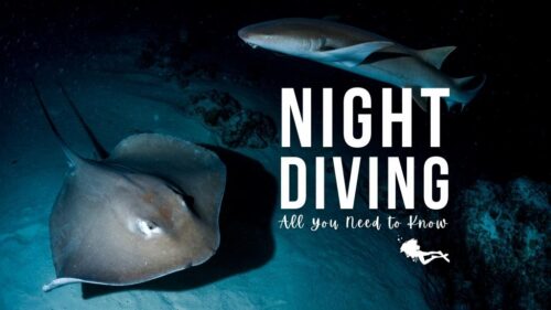 Night Dive Safety