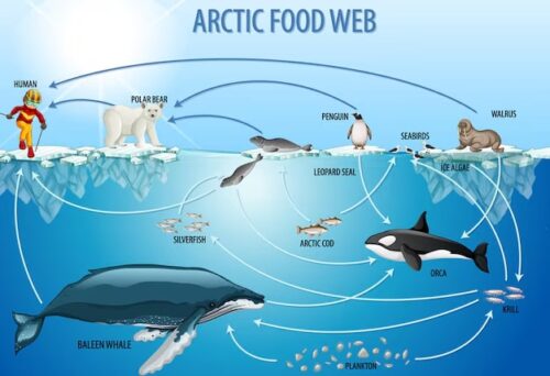 Ocean Web Food