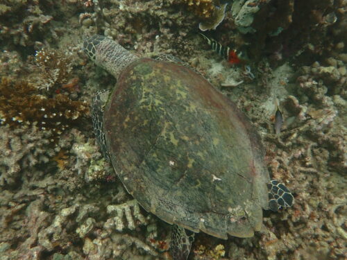 Turtle in Con Dao
