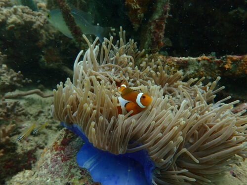The Clownfish and the Anemone - The Fortress and its Guardian