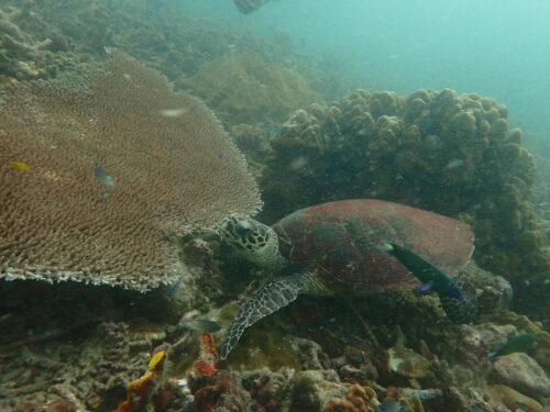 Turtle season in Con Dao