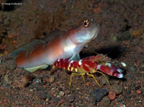 The Blind Shrimp and the Goby Fish