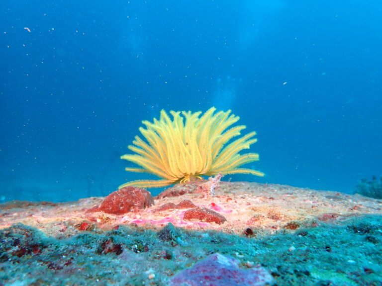 con dao diving,Con dao dive center