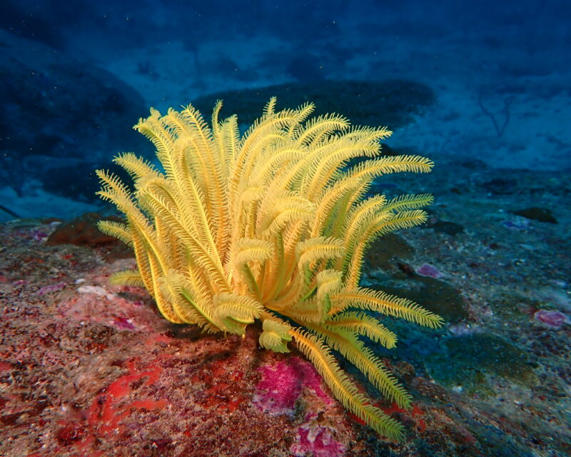 con dao diving,Con dao dive center