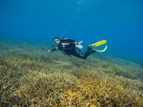 Where is the Best Place to Dive in Vietnam