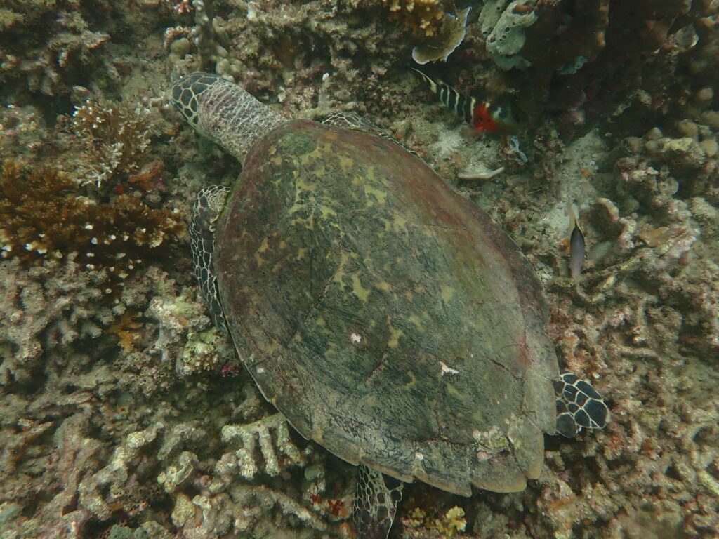 Turtle Con Dao island