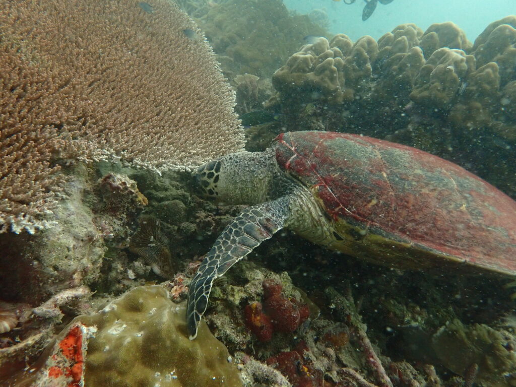 Turtle season in Con Dao