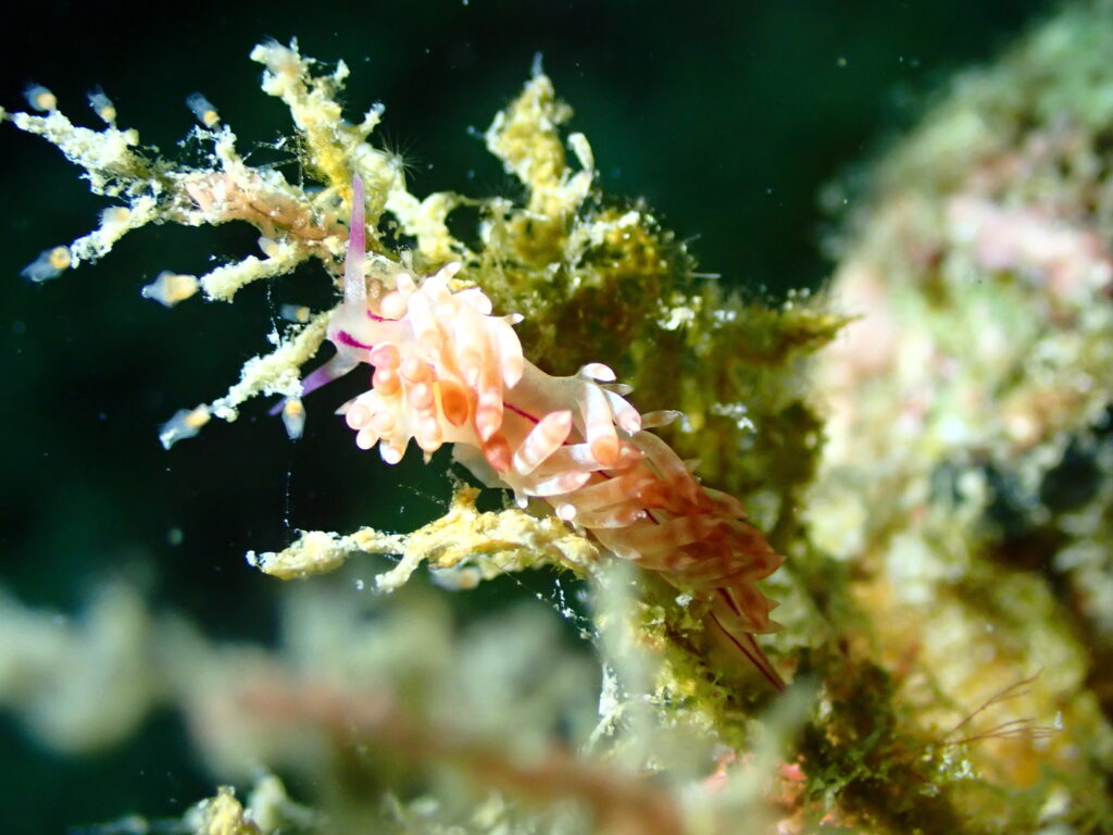 Amadive Con Dao Dive Center