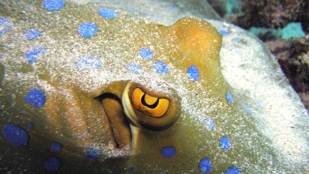 Marine life in Con Dao