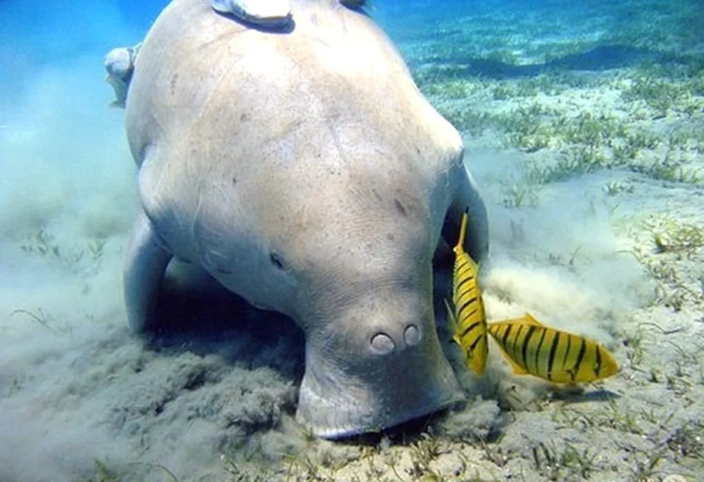 Dugong Con Dao island