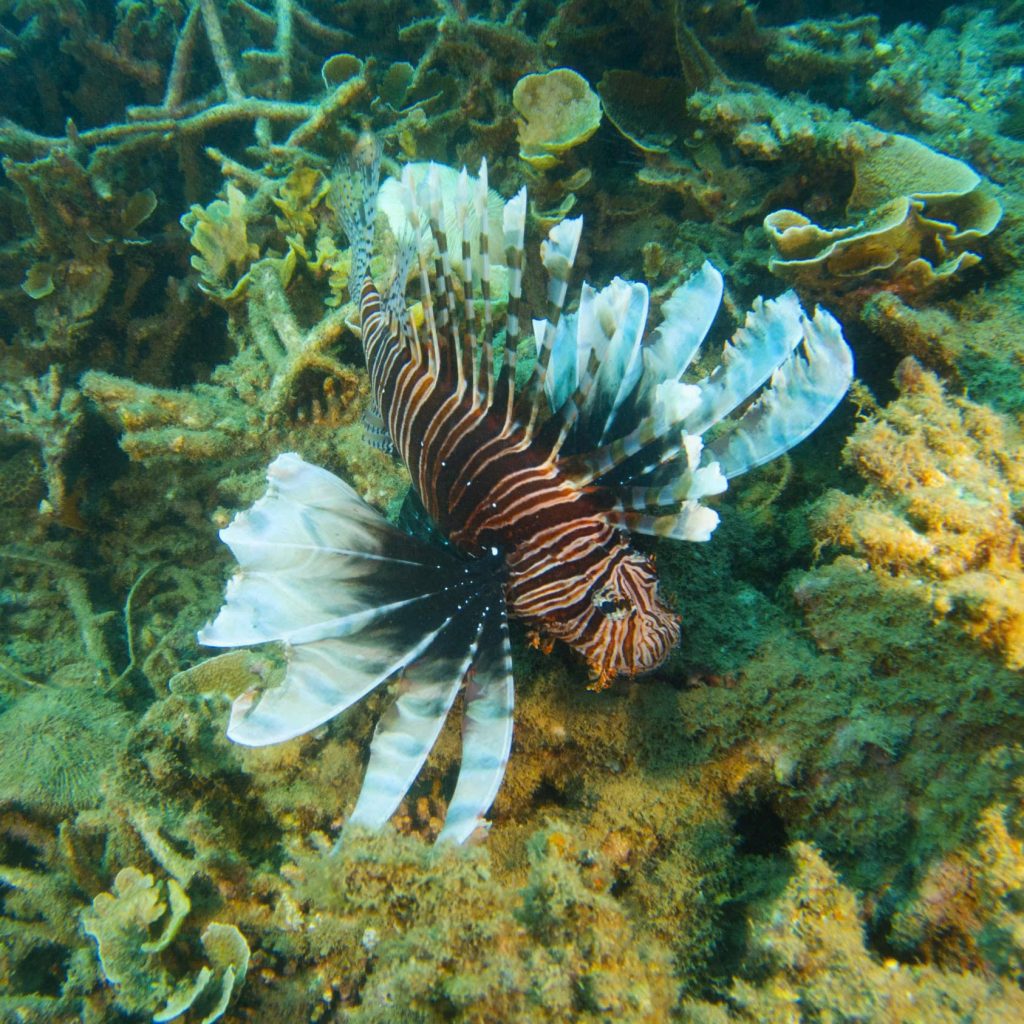 Close-up underwater photography of a majestic Lion Fish displaying its venomous dorsal spines against a Con Dao coral reef